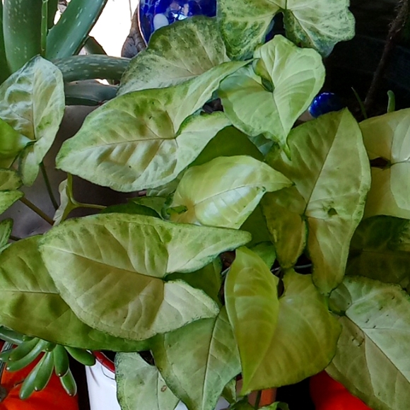 Winter is over  and I need to purge some plants,  10 plant starts, my c… - Picture 5 of 15